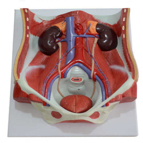 泌尿系統(tǒng)附腹后壁模型